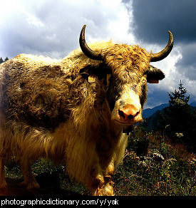 Photo of a yak