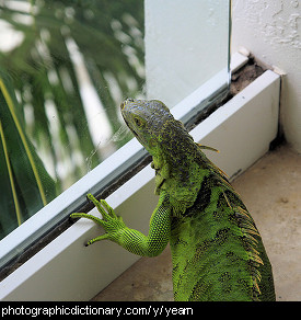 Photo of a lizard yearning to be outside