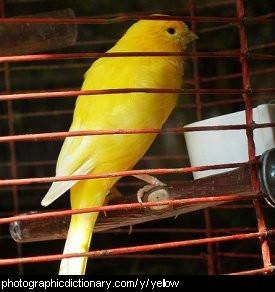 Photo of a yellow bird