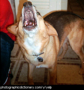 Photo of a dog barking