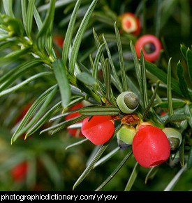 Photo of yew tree berries