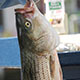 Photo of fish gills