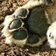 Photo of a paw