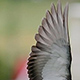 Photo of a birds wing