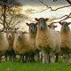 Photo of a flock of sheep.