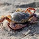 Photo of a crab