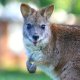 Photo of a wallaby