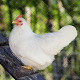 Photo of a chicken.