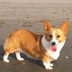 Photo of a corgi