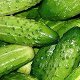 Photo of cucumbers.