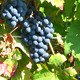 Photo of grapes.