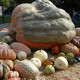 Photo of huge pumpkins