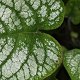 Photo of a leaf