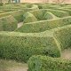 Photo of a hedge.