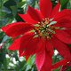 Photo of a poinsettia