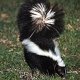 Photo of a skunk.