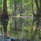 Photo of a swamp