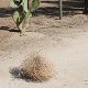 Photo of a tumbleweed