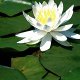 Photo of a waterlily