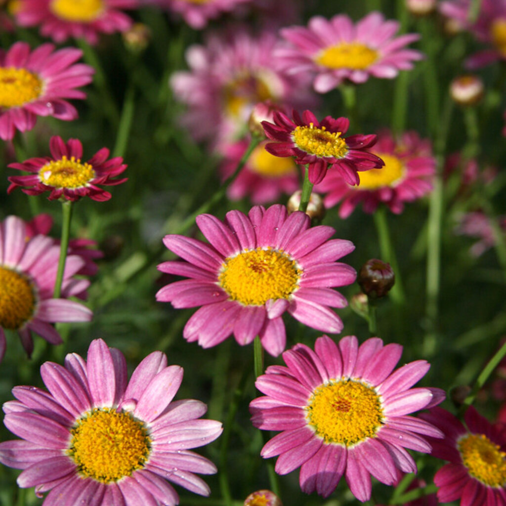 Photo of daisies