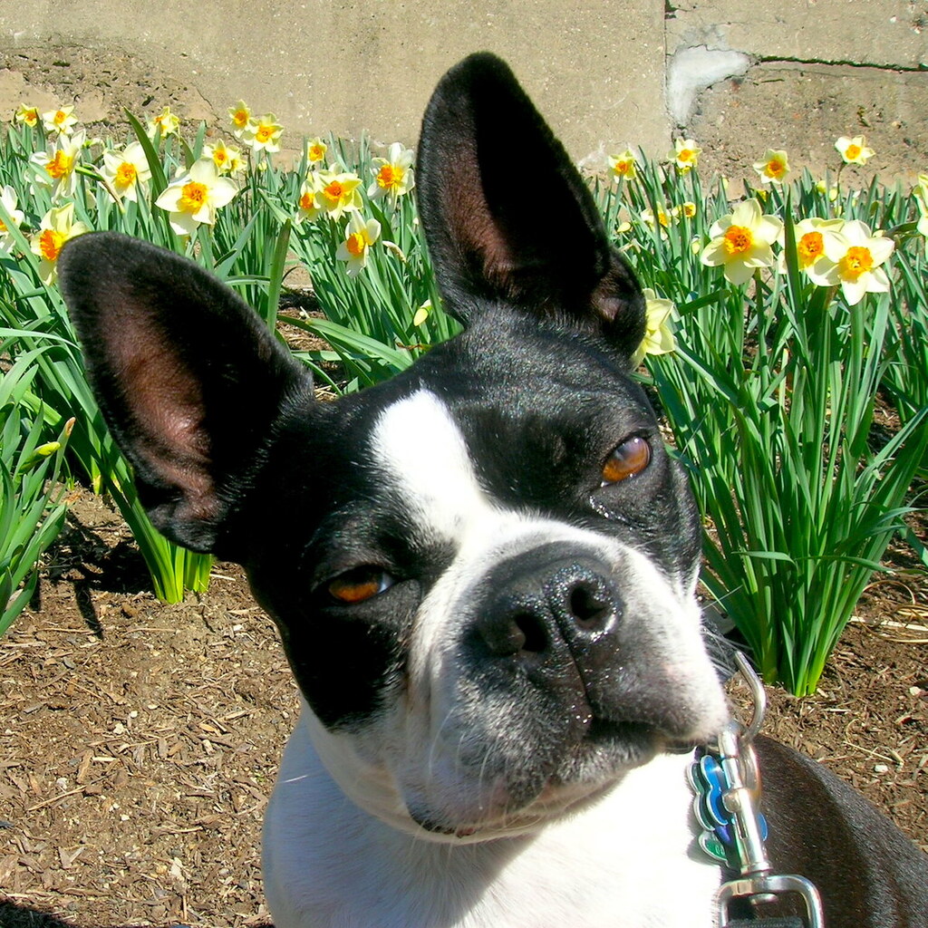 Photo of a dog with big ears