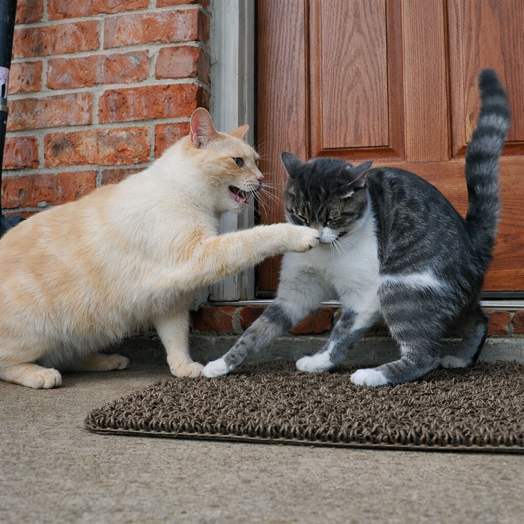 Altered photo of a suddenly mad cat