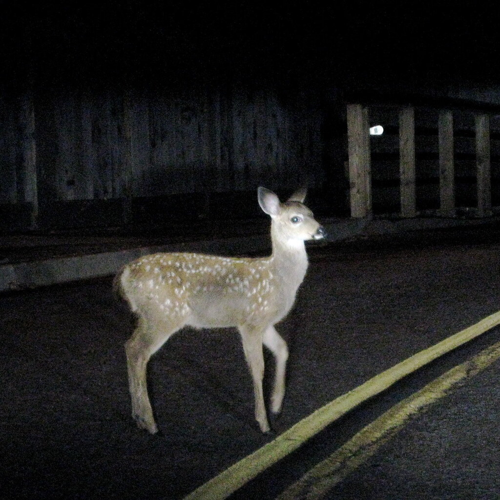 Photo of a deer in headlights