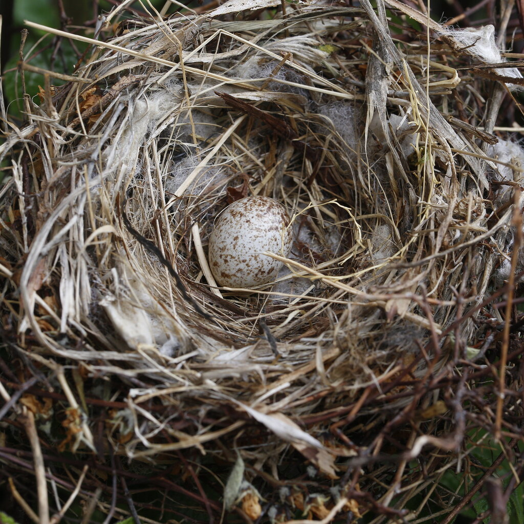 Photo of a nest