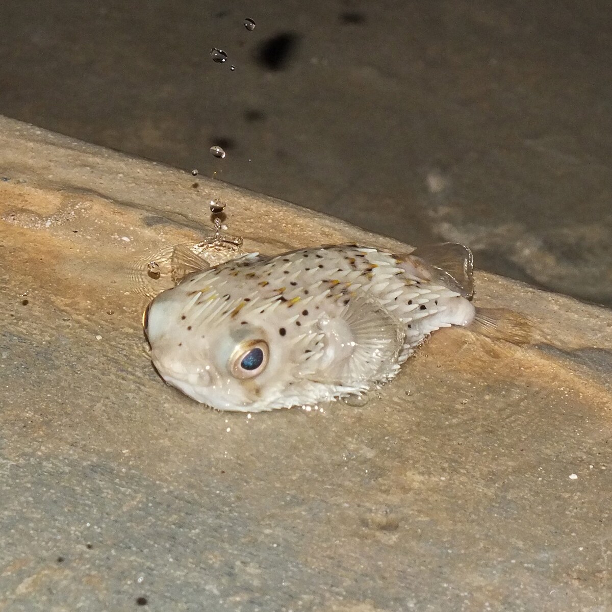 Photo of a fish out of water