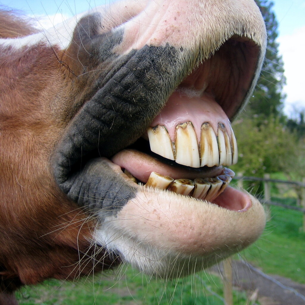 Photo of a horse's teeth