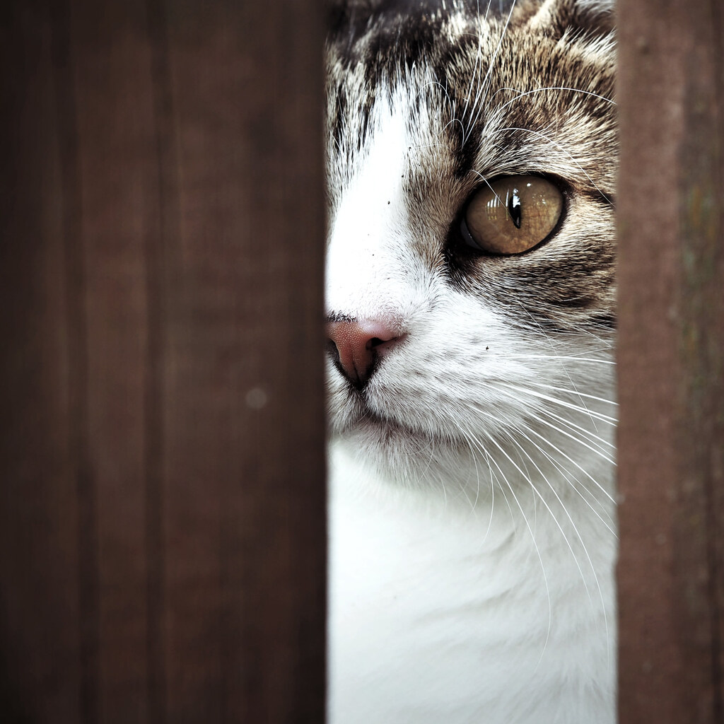 Photo of a cat watching you