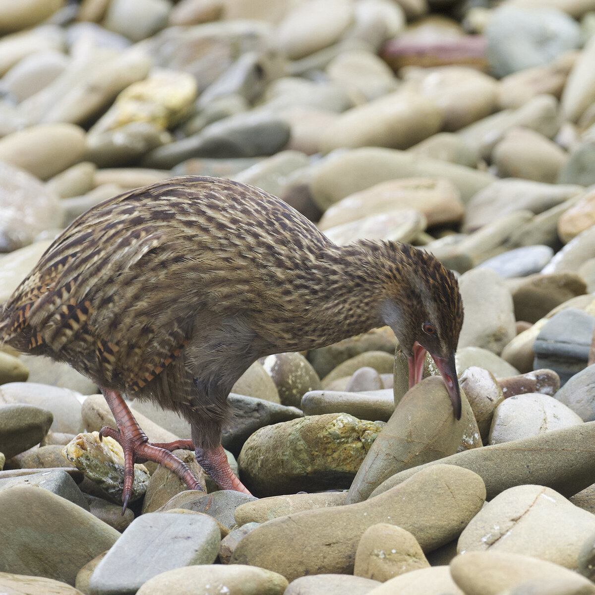 Photo of a bird turning stones over