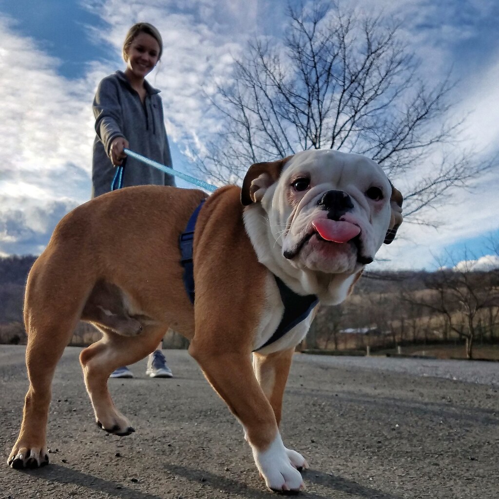 Photo of a dog on a leash