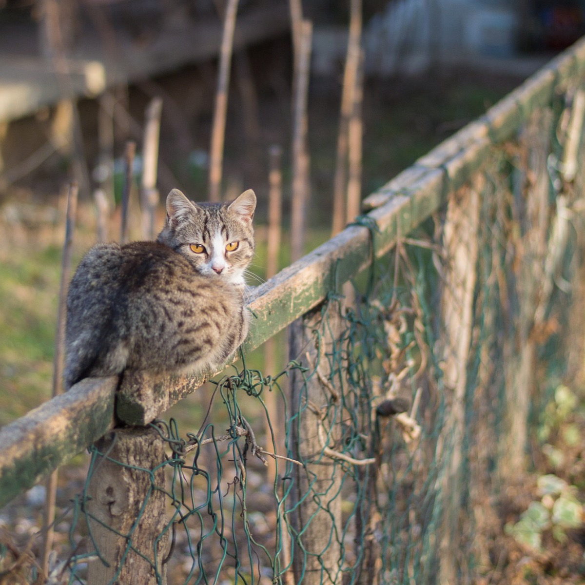 Photo of a cat on a fence
