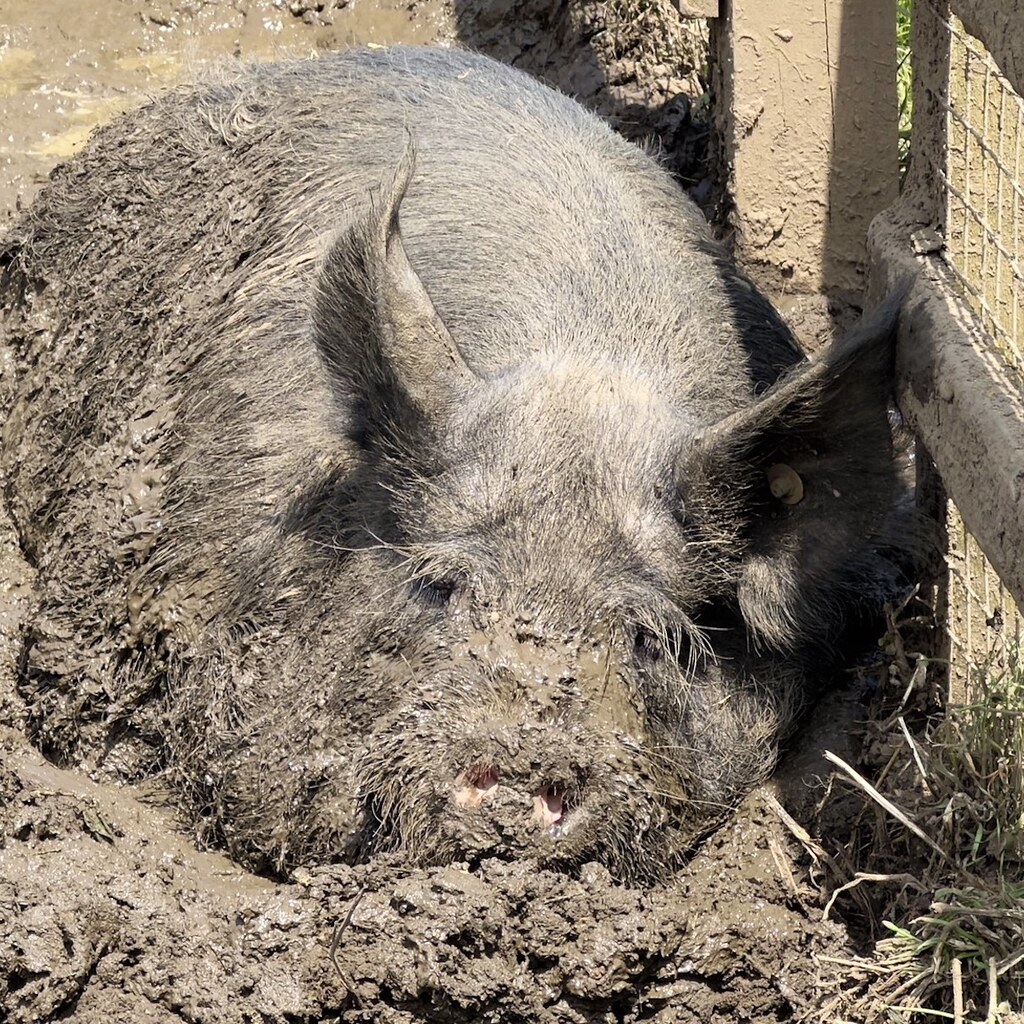 Photo of a pig in mud