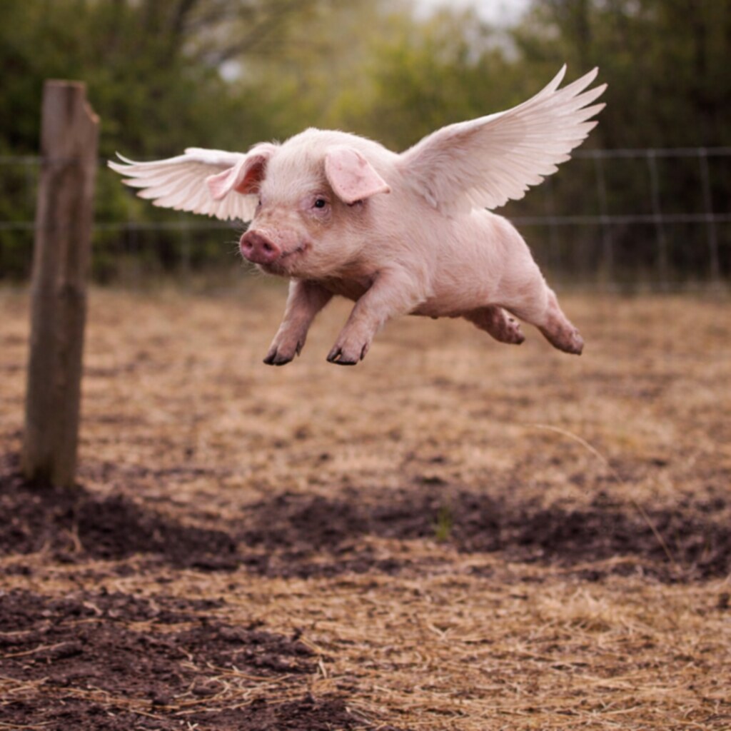 Generated image of a flying pig