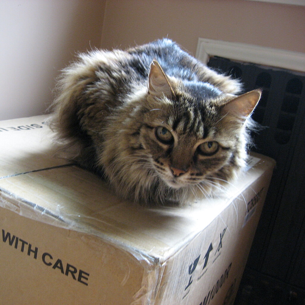 Photo of a cat sitting on a box