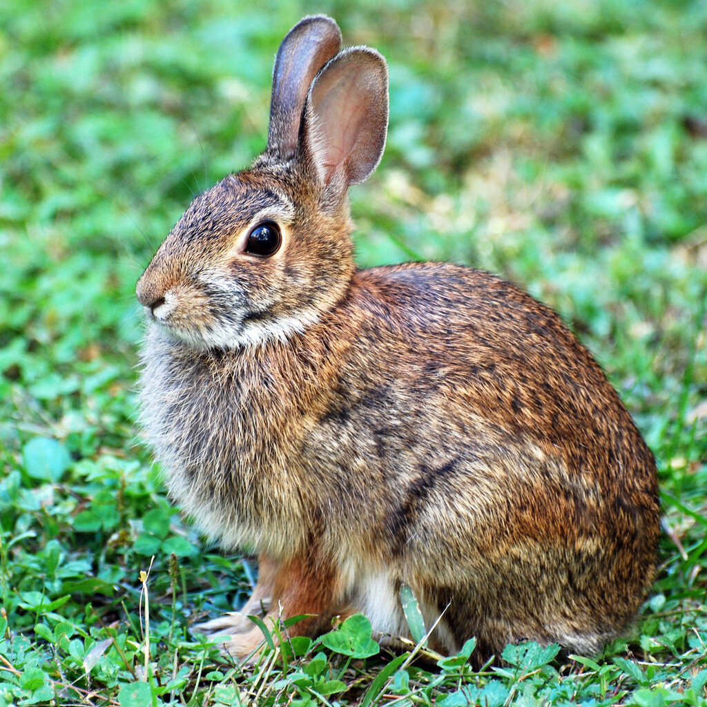 Photo of a rabbit