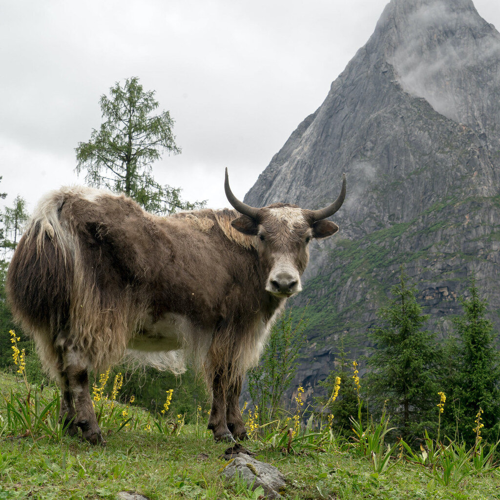 Photo of a yak